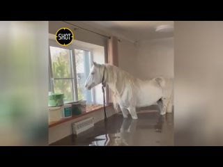 В Оренбурге спасли коня от наводнения, подняв его на второй этаж дома  В СНТ Осинки коня сначала п