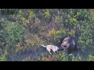 В сети вспомнили историю, как на Камчатке пропал хаски. Его начали искать с помощью дрона и нашли тусующимся с медведями.