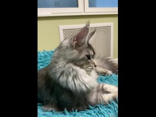 Video by Мейн кун WINNERSLINE котята, кошки, продажа