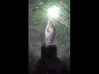 Видео от Рыбалка-Отдых  Пруд Дальний лог