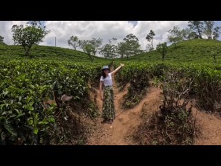 Шри-Ланка. Малый Пик Адама, чайные плантации
