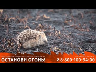 Video by ГКУ СО Самарские лесничества