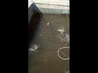 Клёвая рыбалка в Лёдово  (М.О. Каширский район)tan video