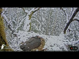 Гнездо чёрного аиста 23 апреля 2024 г.  леса Латвии