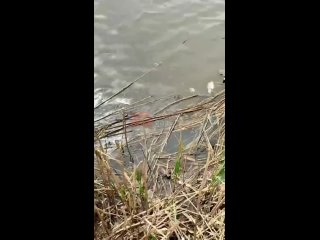🐡 В Северном водохранилище возле родника Сурб Хач массово гибнет рыба, об этом сообщили местные жители.