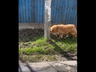 Video by Бездомные СОБАКИ АР (Алексеевской Рощи & Лукино)