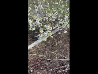 Видео от Цветок  растения, букеты и саженцы в Приозерске