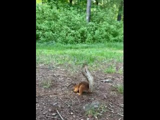 🐿 Белка в Удельном парке парке прячет запасы (видео)