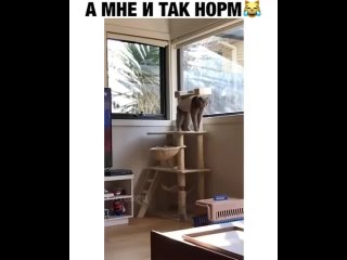 Video by ЧТО ТЫ ДЕЛАЕШЬ СМЕЮСЬ!