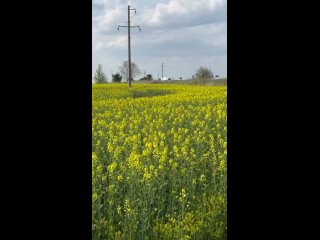 В Калининградской области зацвели рапсовые поля. Обычно ярко-жёлтые растения распускаются в мае, но в этом году весна особенно т