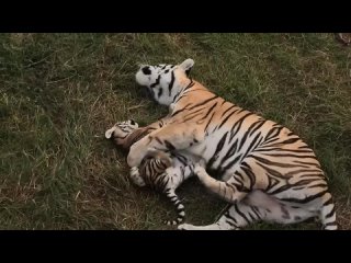 Тигрята открыли охоту НА МАМУ! Тигрица играет с малышами, РЕДКИЕ и БЕСЦЕННЫЕ кадры! Тайган.