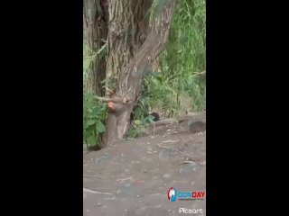 Жители ЖК «Акварель» в Ростове пожаловались на крыс. На территории жилого комплекса появились опасные грызуны.  Три... (видео)