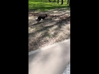 Видео от Labra_border_dogs