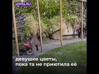 Кошка завоевала будущую хозяйку цветами