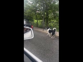 В Сочи автоледи привязала собаку к машине и тащила за собой по дороге  Когда ей сделали замечание, женщина ответила:... (видео)