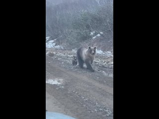 Ещё одно видео с Итурупа. Курильчане сняли в выходные медведицу, гуляющую по дороге с маленьким медвежонком