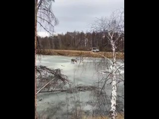 Жители Якутии оказали помощь оленю, который оказался в беде, провалившись под лед возле трассы. Сначала они пытались вытащить ег