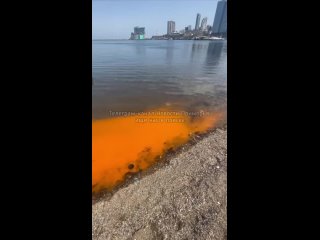 Из-за водорослей вода у берега в бухте Фёдорова во Владивостоке стала ярко-оранжевой