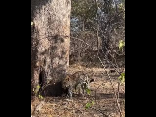 леопард  залазит на  дерево