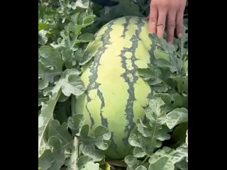 Its a 10/10 watermelon