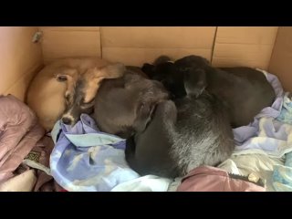 Видео от Челябинский Портал Защиты Животных