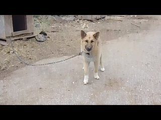 Видео от Приют для бездомных животных  КОТ И ПЕС Ижевск