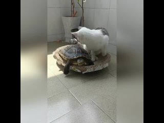 КотоПёс