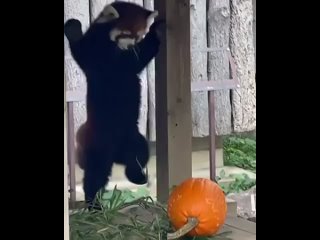 Когда красные панды чувствуют угрозу, они встают на задние лапы и поднимают передние, чтобы выглядеть устрашающе