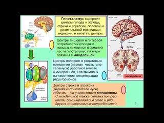 Курс Химия мозга. Лекция 12. Мозг и медиаторы потребностеи. Проф. В.Дубынин