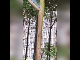 Китаицы используют мощныи лазер для обрезки деревьев