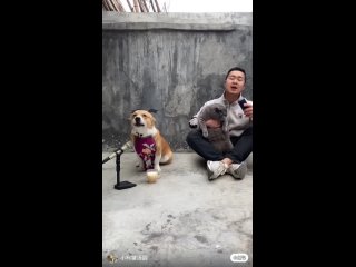Китаец выступает на улице с собакой и котом