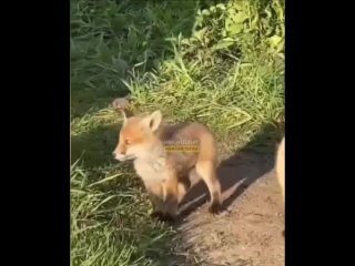 Такую милую картину заметили жители Нижнего Тагила. Около завода «ЕВРАЗ НТМК» поселилось лисье семейство 😍   Как... (видео)