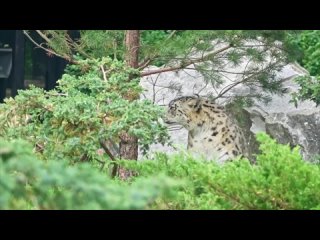 В Московском зоопарке построили новый вольер для снежных барсов.   Площадь вольера превышает 600 квадратных метров, а... (видео)