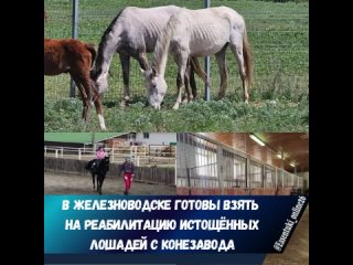 Глава курорта Евгений Бакулин сообщил, что муниципальная конюшня готова принять десяток лошадей из Александровского округа.