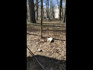 Видео от Атмосфера Петербурга