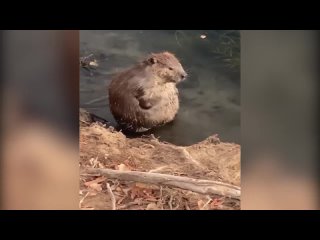 [СуперМем] бобр курва