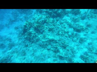 Красное море коралловый риф Египет