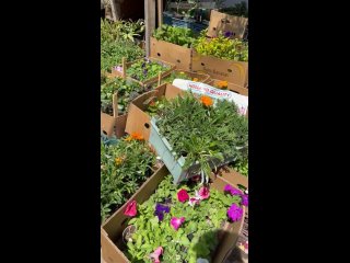 Видео от Домашние овощи и саженцы цветов. Тосненский р-н