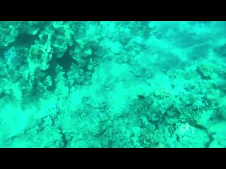 Красное море коралловый риф Египет