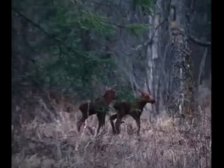 Лосиха защищает лосят от чёрного медведя на Аляске