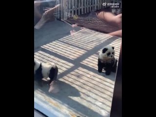 Сотрудники китайского зоопарка покрасили собак и выдали их за новый вид пандыЭксклюзивное животное показывали публике с 1 по