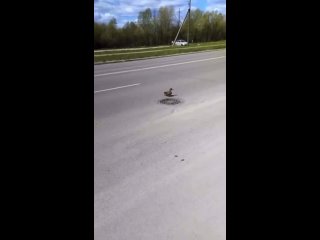 🦆В Великом Новгороде в люк провалились утята. Их мама бегала вокруг и звала на помощь.   Две женщины пытались ей... (видео)