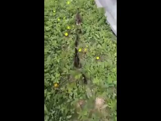 🦆В Великом Новгороде в люк провалились утята. Их мама бегала вокруг и звала на помощь.   Две женщины пытались ей... (видео)