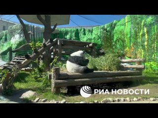 🐼Панда Катюша из Московского зоопарка пока отказывается выходить в уличный вольер, который сегодня для нее впервые открыли - она