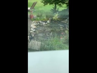 Вашему вниманию - енотоворот (видео)