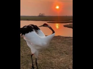 В водно-болотных угодьях Чжалун города Цицикара японские журавли обнимали себя за шею и поли во время заката.