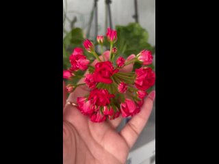 Video by Декоративные и цветущие растения.