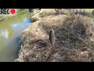 Видео от Рыбалка на Каме