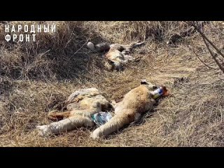 Мертвых лисиц и коровьи головы обнаружили на КСК недалеко от жилых домов в районе Читы!