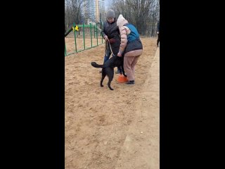 Видео от Дрессировка, хендлинг, передержка собак Сыкт